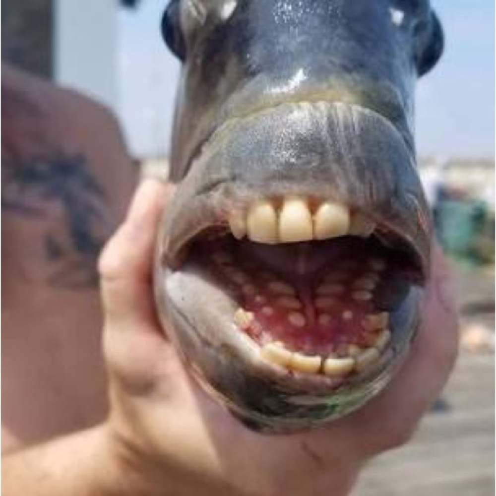 It’s the barking fish